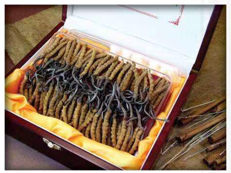 龙泉冬虫夏草回收